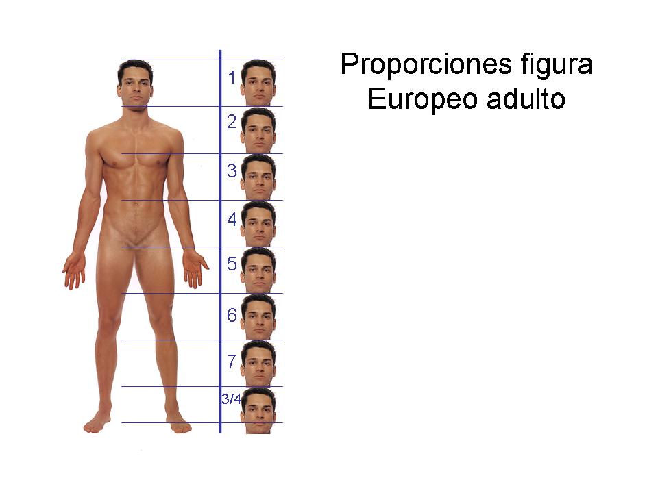 Proporciones figura humana.