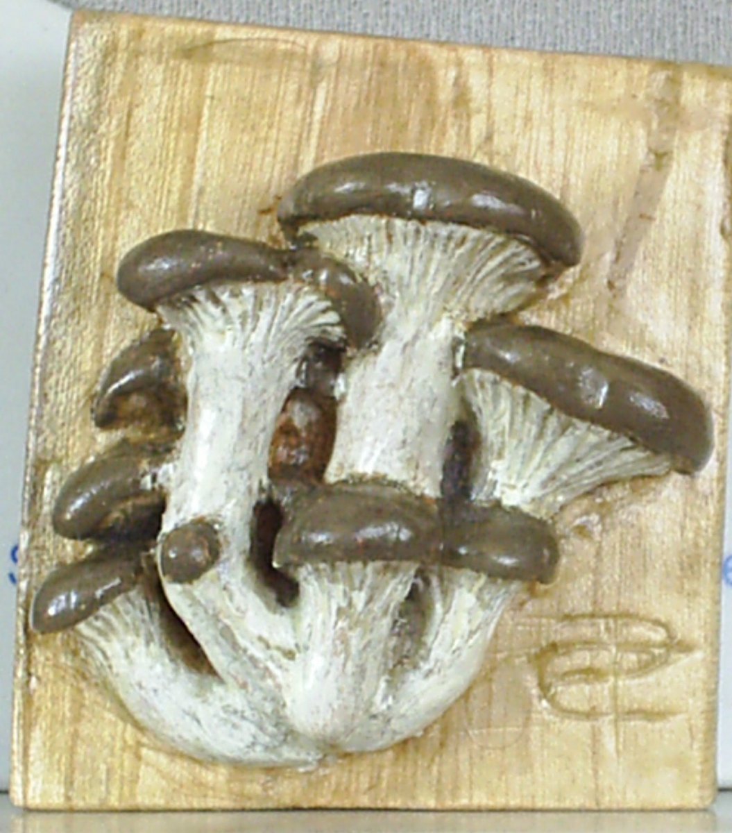 Pleurotus ostreatus (Ramillete) por 
