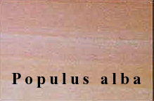 pupulus_alba