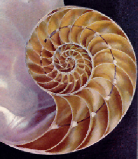 espiralconchanautililus