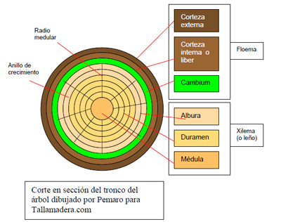 Corte en sección del tronco: corteza, cambium, albura, duramen y médula