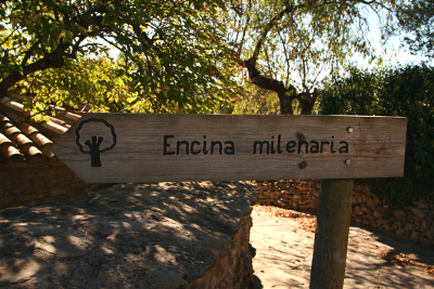 Cartel de madera que señala la encina milenaria