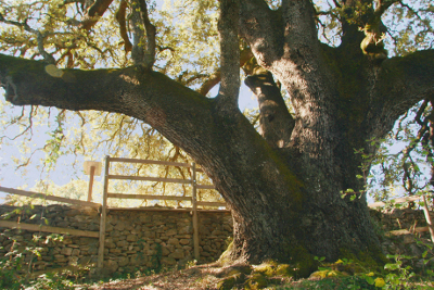 Tronco y ramas de la encina milenaria