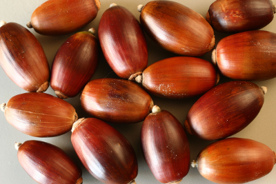 Bellotas de encina