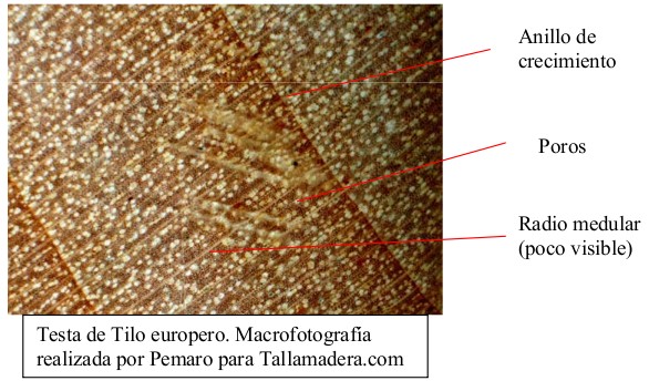 Macrofotografía de la testa de tilo europeo: anillos, poros y radios