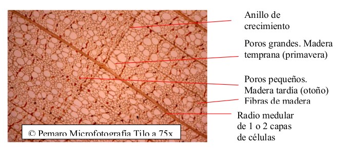 Microfotografía de tilo a 75 aumentos: poros de primavera y otoño