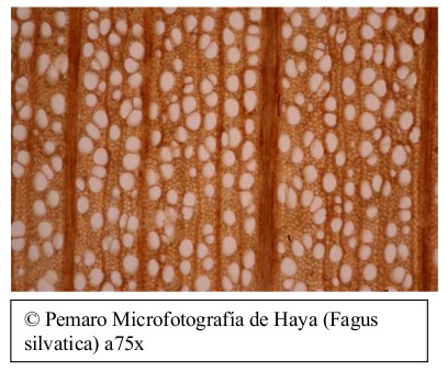 Microfotografía de haya (Fagus sylvatica) a 75 aumentos