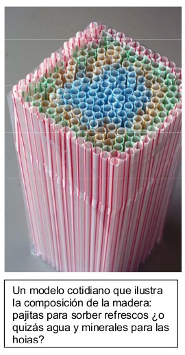 Modelo con pajitas que ilustra la estructura de la madera