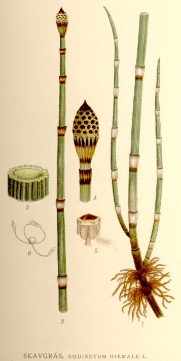 Ilustración de Equisetum hiemale, la cola de caballo
