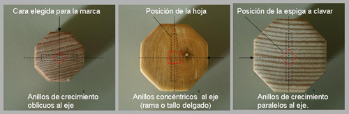 Tres estrategias de orientación de los anillos de crecimiento en el mango