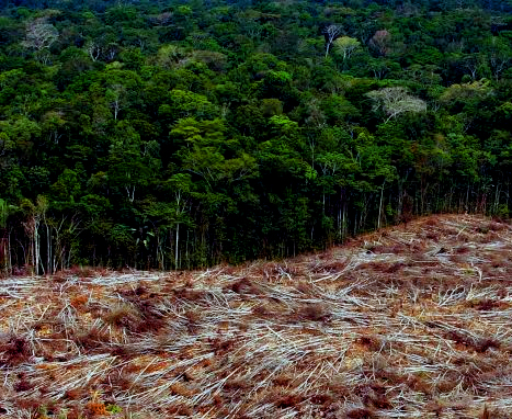 Deforestación en un bosque tropical