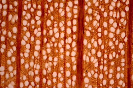 22micrografa007_fagus_sylvatica_haya