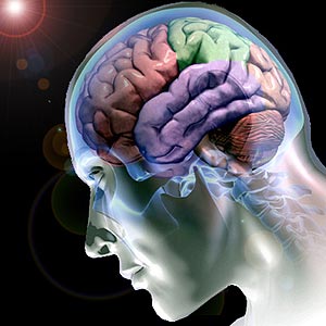 Ilustración de un cerebro humano en una cabeza translúcida