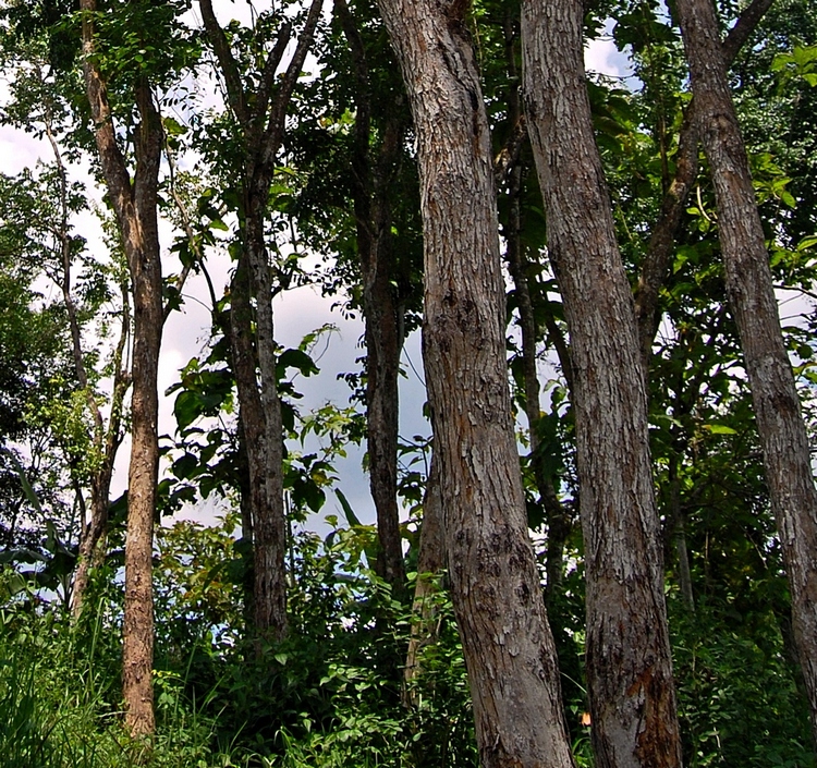 Árbol de palisandro de la India (Dalbergia latifolia)