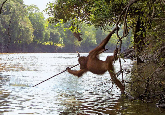 Un orangután usando una rama como herramienta