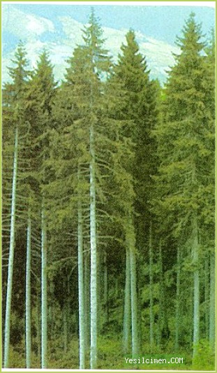 Picea orientalis (abeto del Cáucaso) en el bosque