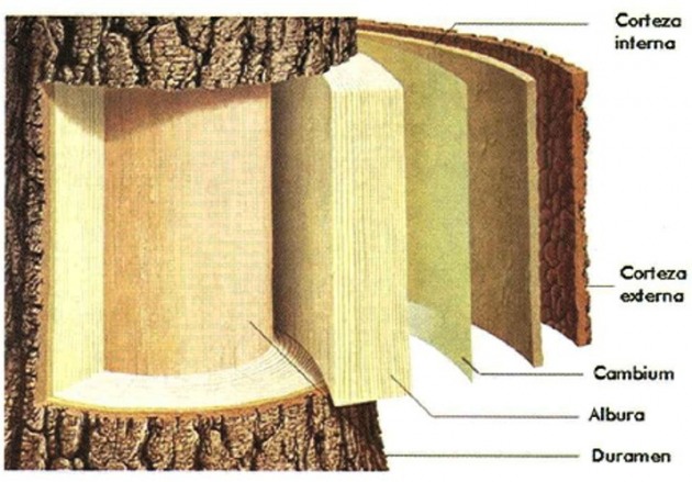 Corte de un tronco con las capas señaladas: corteza, cambium, albura y duramen