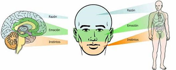 Esquema de morfopsicología del rostro