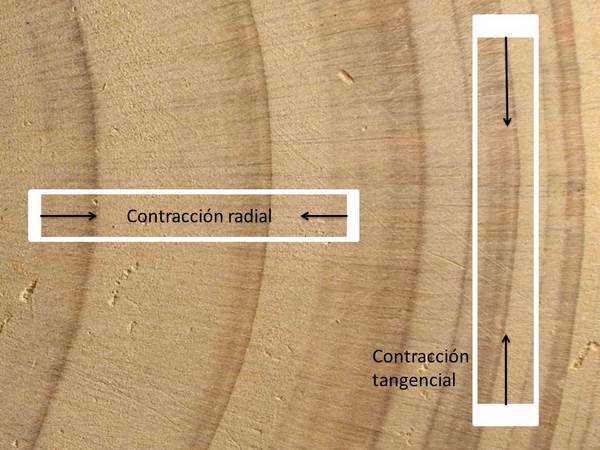 Esquema de la contracción radial y tangencial de la madera