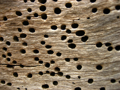 Madera atacada por insectos xilófagos