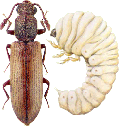 Lyctus: escarabajo de la madera