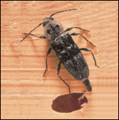 Orificio de salida de Hylotrupes bajulus