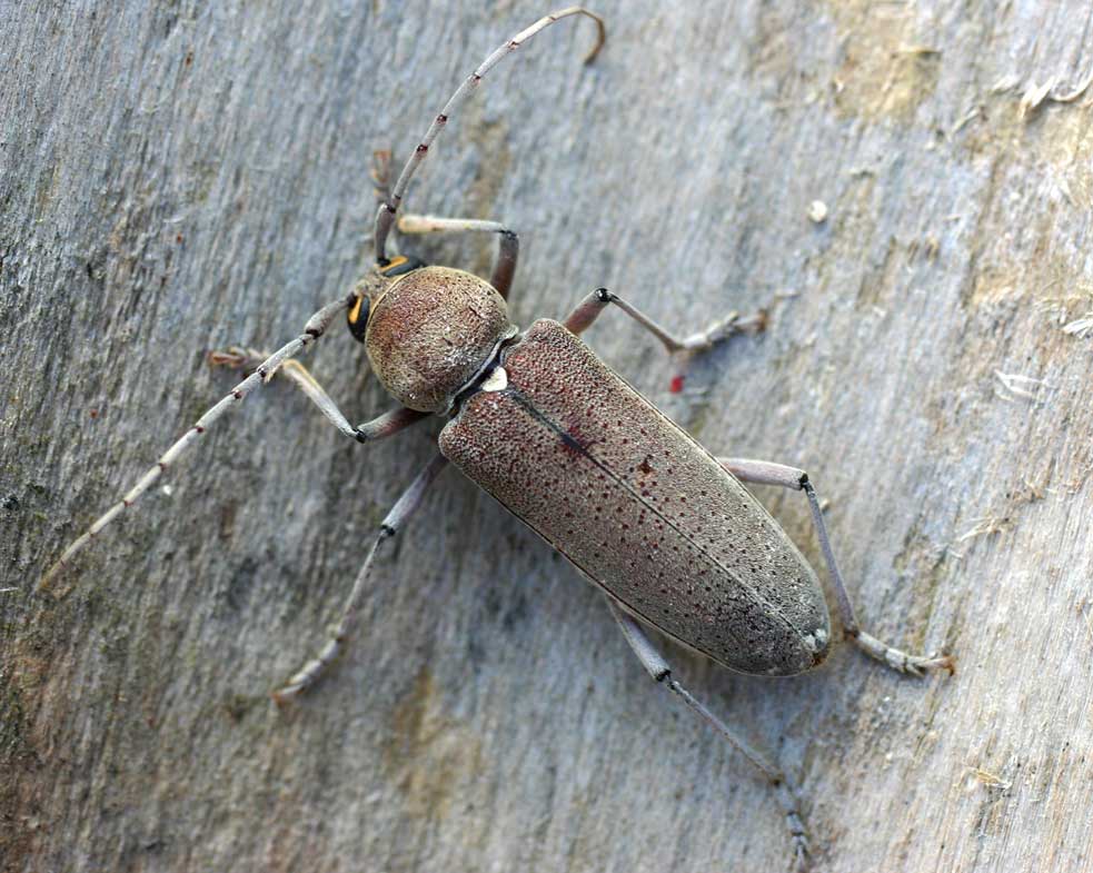 Hesperophanes sericeus (carcoma gruesa)