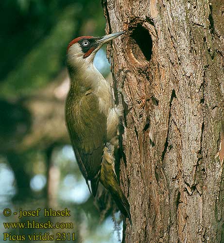 Pito real (Picus viridis) horadando un tronco