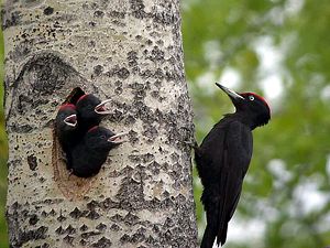 Pito negro (Dryocopus martius) en su nido