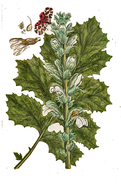 «Acanthus mollis», ilustración botánica