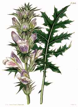 «Acanthus spinosus», ilustración botánica